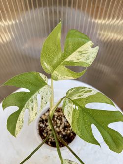 Epipremnum