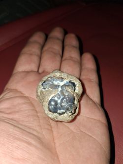 Gemstone fossil