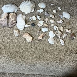 Beautiful Large Decorative Sea Shell Variety Lot Clams Shells various sizes