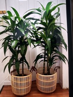 $99 each beautiful Dracanea plant