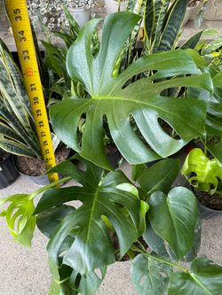 Premium/living art plant!***Beautiful split leaf monstera deliciosa, multiple plants in each pot
