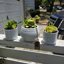 Succulents In Cute Pots