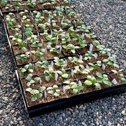 Organic Cucumber Plant Starts