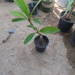 Plumeria