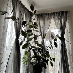 Rubber Tree Plant 👉🏻Read Details Below 👇🏻 