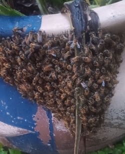 HUNNY BEE SWARM ,HUNNY BEES IN YOUR HOUSE ?