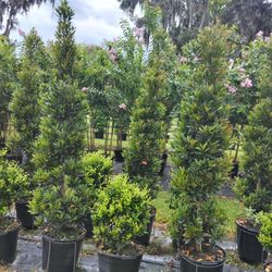 Japanese Blueberries 8 Ft Tall