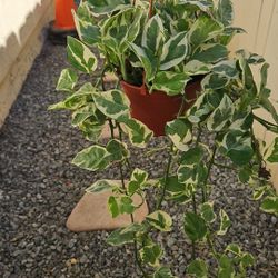 6" Pothos 'N'Joy' (A)