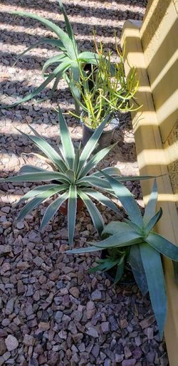 Desert Plants/ Succulent/