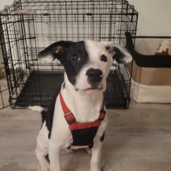 24" Top Paw Crate & Kong Mat