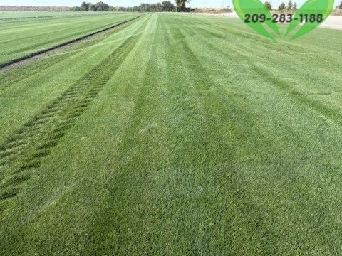Best QUALITY Sod