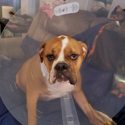 30cm e collar buster collar Dog Cone for Sale in Orland Park IL OfferUp