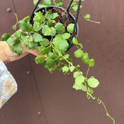 4” Hoya Endauensis