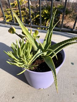Potted Plants