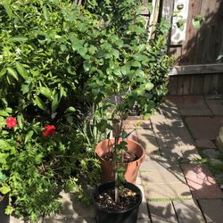Mature About 4 ft Tall Pitanga Surinam Cherry Black Eugenia Uniflora Brazilian Cherry Tree 4+ Years  3 Gallon 