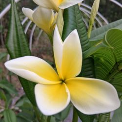 Yellow/White Plumeria 