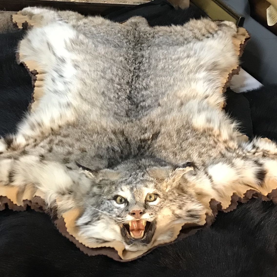 Taxidermy Bobcat Rug For In Las Vegas Nv Offerup