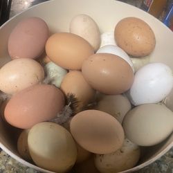 Fresh Eggs