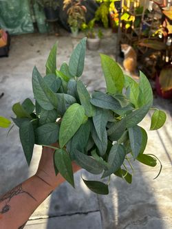 Cebu Blue Pothos for sale