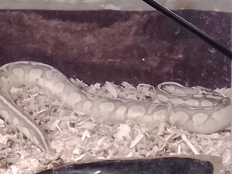 Yellow banana pinwheel balmiese python