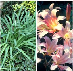 Bella Dona AKA Naked Ladies Lilly Bulb