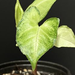 arrowhead plant (Syngonium