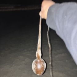 thing from the ocean