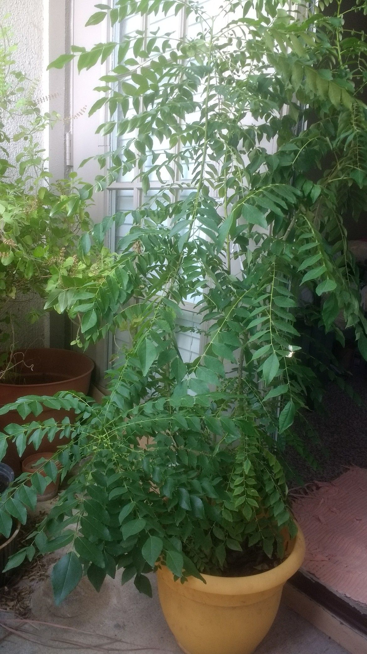 Indian curry leaves plant