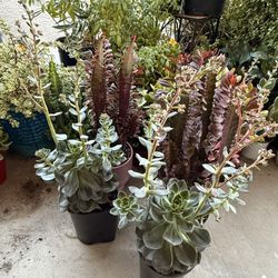 ♥️Beautiful Healthy Succulent🙏PLS READ DESCRIPTION 