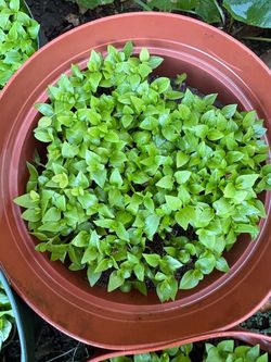 A whole bunch of healthy pink guava plants