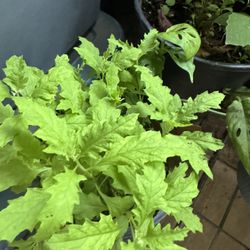 Zorillo Epazote Plants 