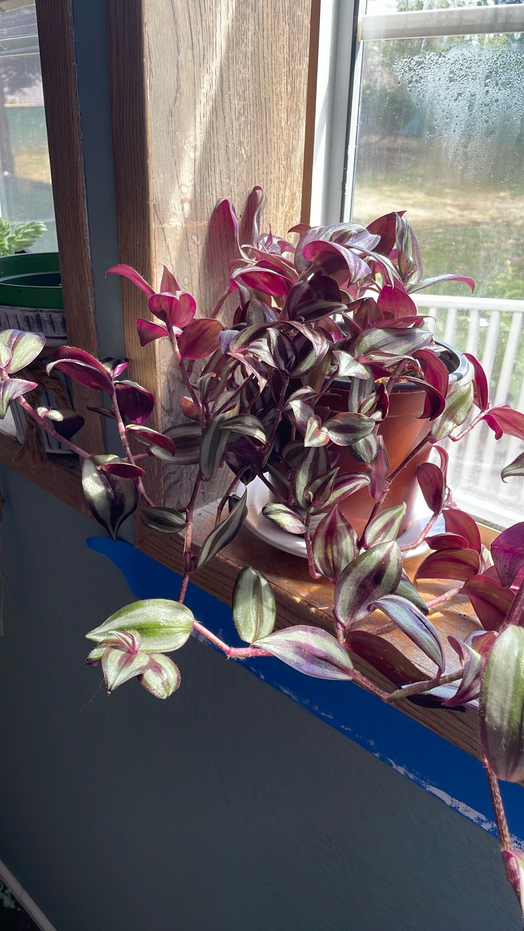 Plantas Para Su Hogar