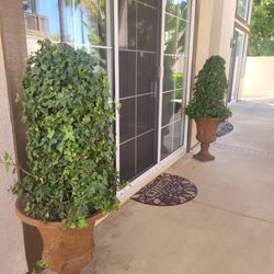Two Tall Topiary Plants Includes Vase