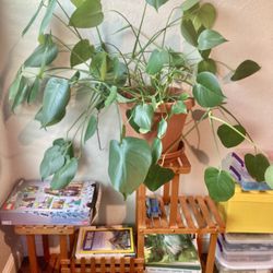 Mini Monstera, live Plant