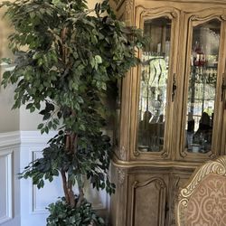 7.5 Foot Plant