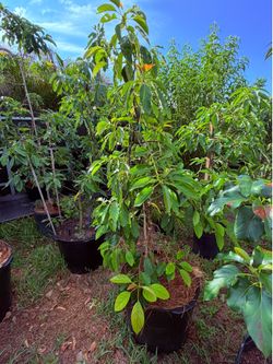Lamb hass avocado tree 25 gal