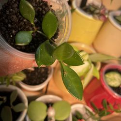 Hoya Bilobata (Bario Highlands)