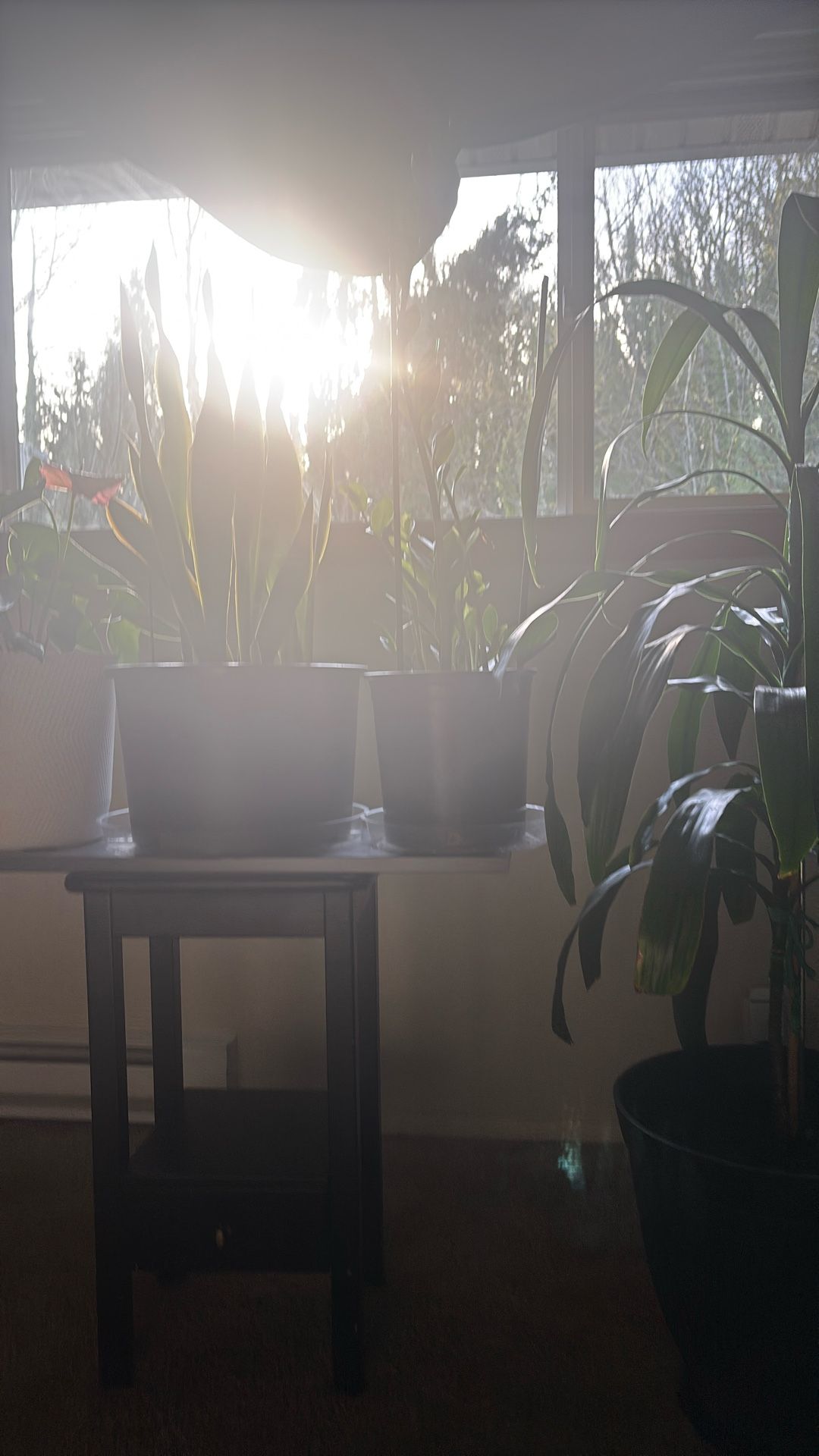 Indoor Plants