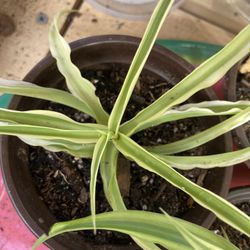 Spider Plants 