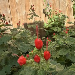 Red Turks Cap Seeds - 4 Seeds