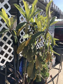 Fruit tree with plumeria