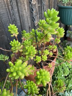 Jellybeans Plant