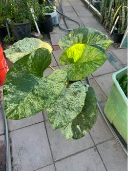 Alocasia