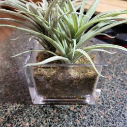 Threshold Decorative Potted Plant – Faux Grass in Glass Cube