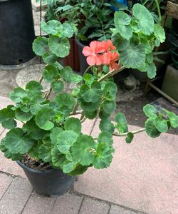 Geranios Plants
