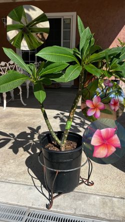 Plumerias