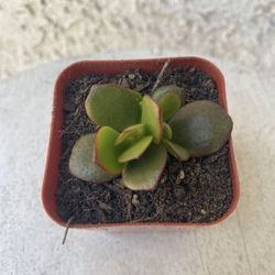 2 Inch Pot Succulent Plant - Crassula Ovata - Mini Jade - Rooted & Established - Drought Resistant 🪴 Great Baby Shower Wedding Favors