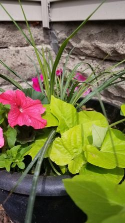 Accent container floral pots