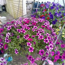 Flowers, Potted Plants Hanging Baskets Bundles And More