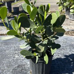 ☘️Clusia – 3 Gallon